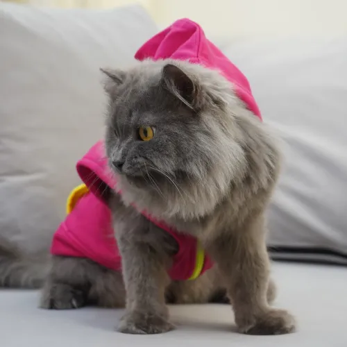 Skatrs Pop Breezy Vest with Pockets for Dogs and Cats (Pink)